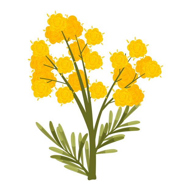 Handgetekende mimosa-illustratie met plat ontwerp