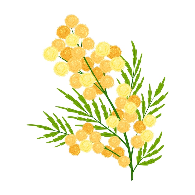 Handgetekende mimosa-illustratie met plat ontwerp
