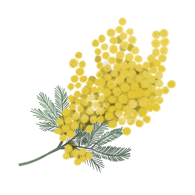 Handgetekende mimosa-illustratie