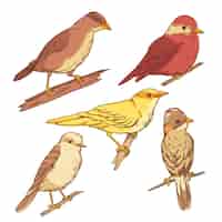 Gratis vector handgetekende vogelcollectie