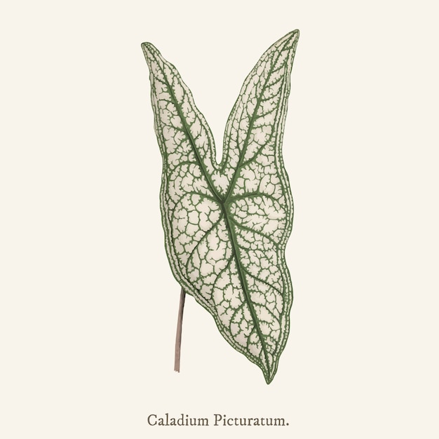 Gratis vector hart van jezus (caladium picturatum)