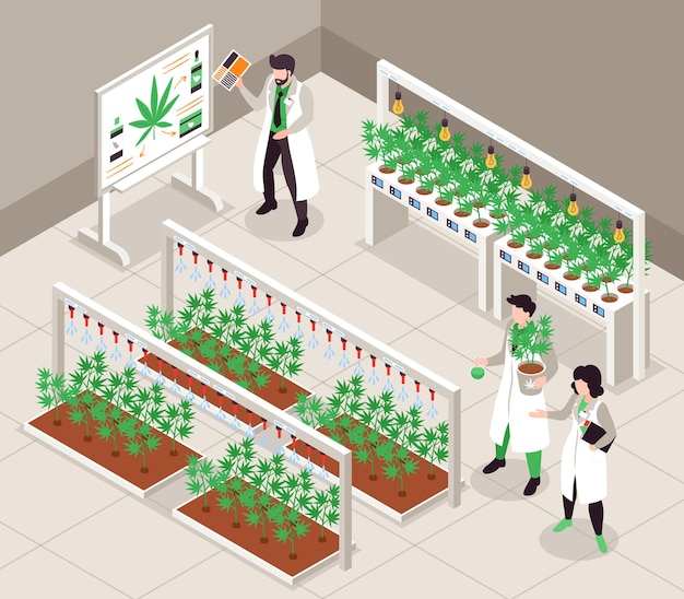 Gratis vector hennepteelt isometrische achtergrond met mensen in witte laboratoriumjassen die cannabisplanten binnenshuis kweken 3d vectorillustratie