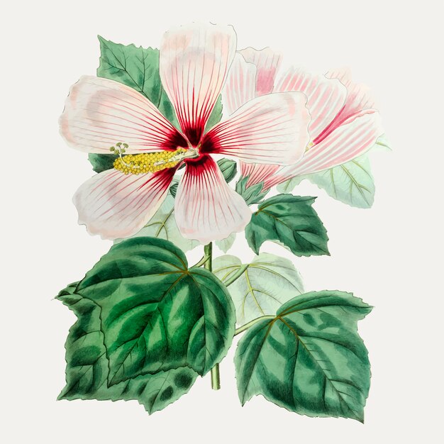 Hibiscus moscheutos