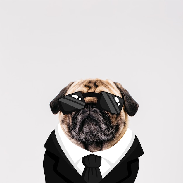 Hond met getrokken pak
