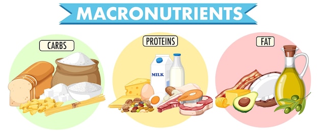 Hoofdvoedselgroepen macronutriënten vector