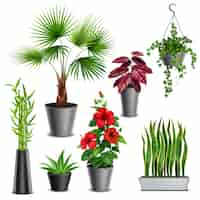 Gratis vector huis planten realistische set met hibiscus vetplanten klimop hangende potten waaier palm bamboe stengels vaas