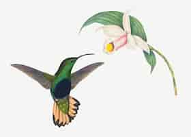 Gratis vector hummingbird vector animal art print, geremixt van kunstwerken van john gould en henry constantine richter