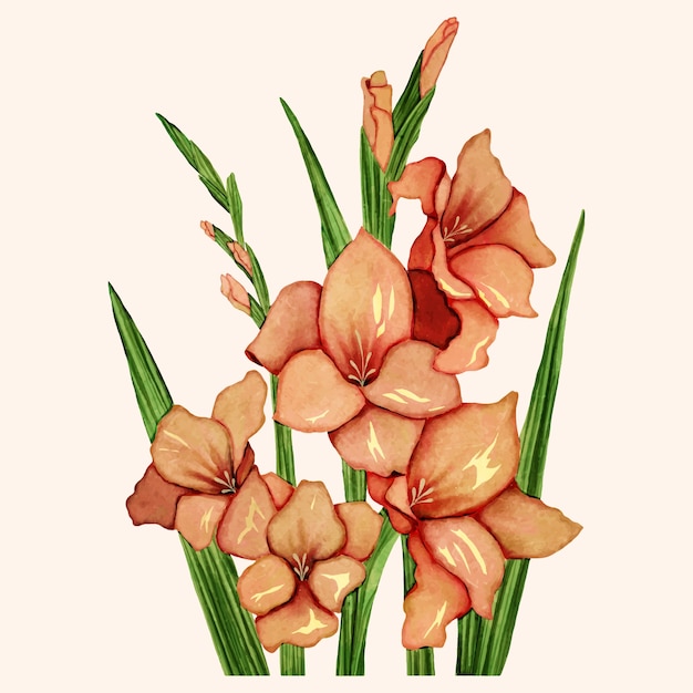 Illustratie van aquarel gladiolen