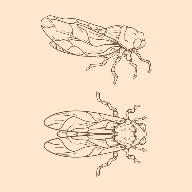 Illustratie van de mooie insectenomtrek