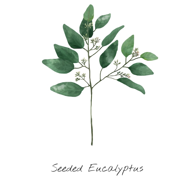 Illustratie van Eucalyptus die op witte achtergrond wordt geïsoleerd.