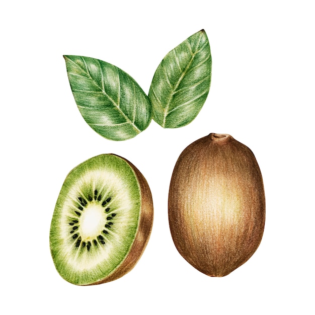 Gratis vector illustratie van fruit aquarel stijl