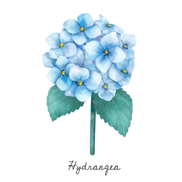 Gratis vector illustratie van hydrangea hortensiabloem op witte achtergrond wordt geïsoleerd die.