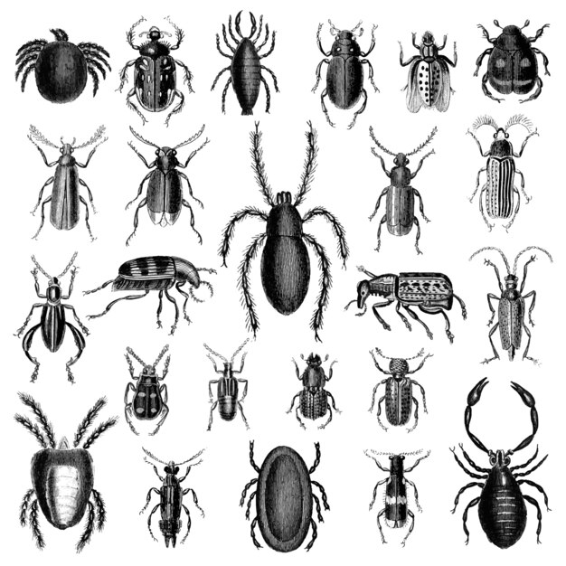 Illustratiereeks diverse insecten