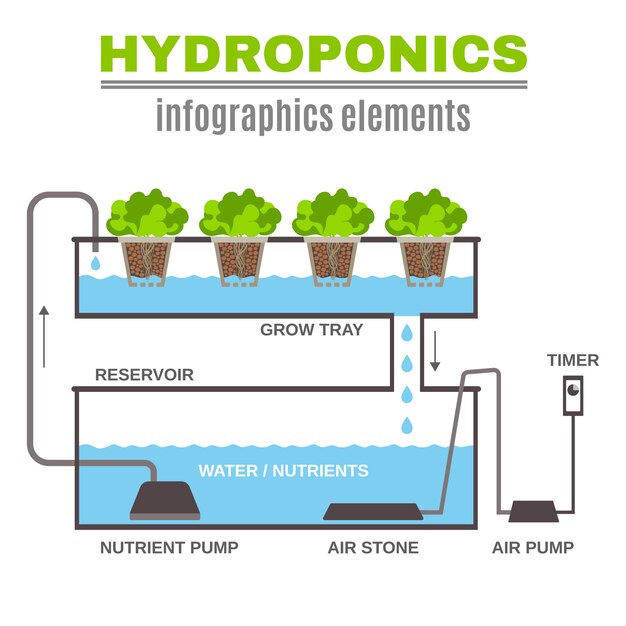 Infographic Hydroponic illustratie