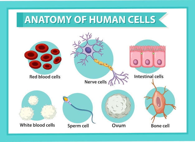 Gratis vector informatieposter over menselijke cellen