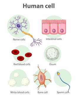 Informatieposter over menselijke cellen