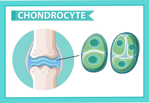 Informatieve poster van chondrocyten