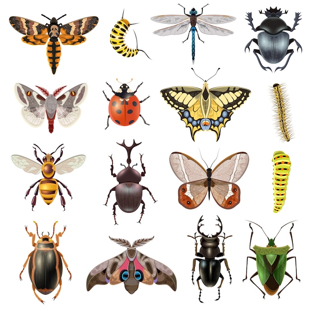 Gratis vector insecten icons set