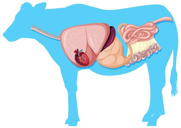 Interne anatomie van koe met organen