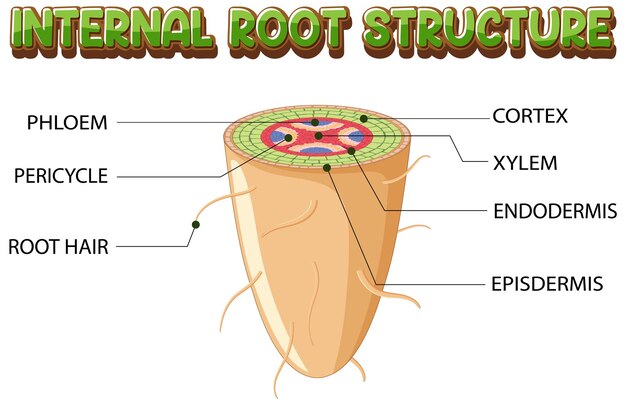 Gratis vector interne structuur van het worteldiagram