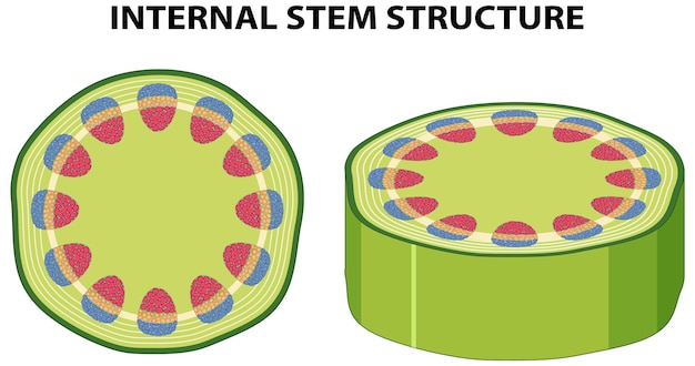 Gratis vector interne structuur van stamdiagram