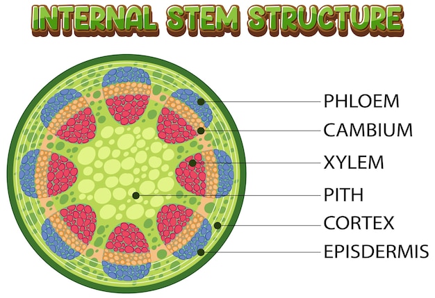 Gratis vector interne structuur van stamdiagram
