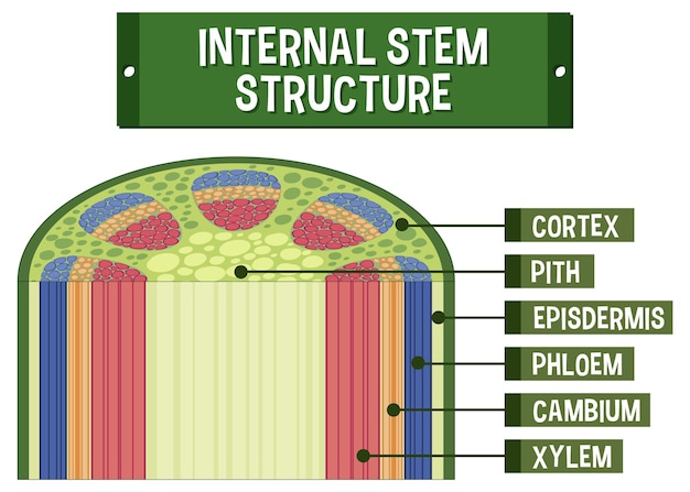 Gratis vector interne structuur van stamdiagram