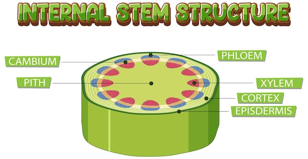 Gratis vector interne structuur van stamdiagram