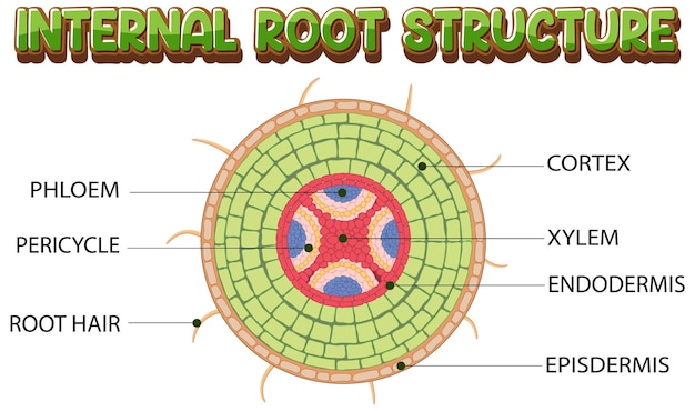 Gratis vector interne structuur van worteldiagram