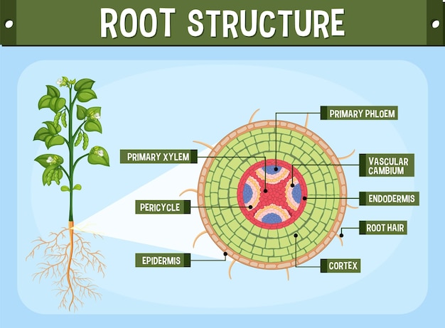 Gratis vector interne structuur van worteldiagram