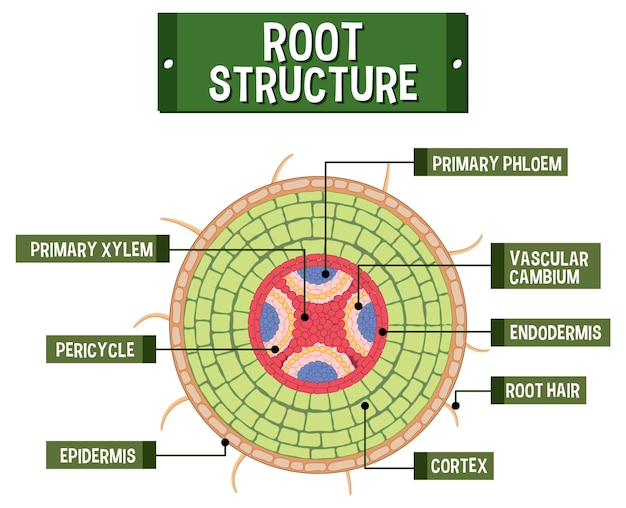 Gratis vector interne structuur van worteldiagram