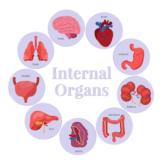 Gratis vector inwendige organen illustraties set hersenen hart maag en nieren lichaam anatomie biologie educatieve banner sjabloon longen blaas lever milt en darmen