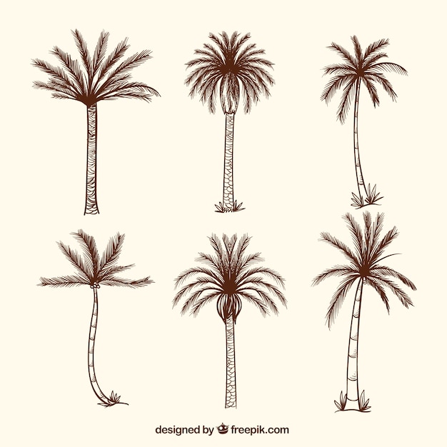 Gratis vector inzameling van handgetekende palmbomen