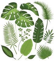 Gratis vector inzameling van tropische bladeren