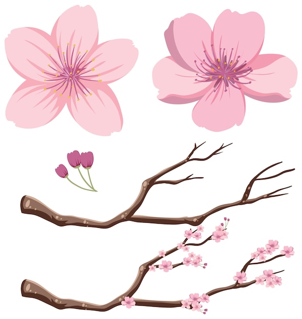 Japanse kersenbloesem vectorafbeelding