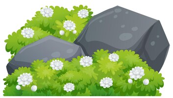 Jasmijnbloemen op groene struik