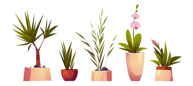Kamerplanten en bloemen in potten