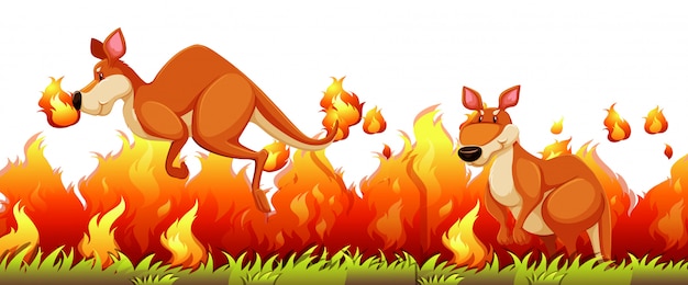 Kangoeroe ontsnappen aan het bosvuur