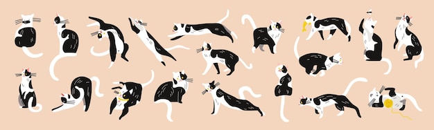 Kattenkarakterset met geïsoleerde beelden van gelijkaardig zwart-wit katjehuisdier in verschillende poses vectorillustratie