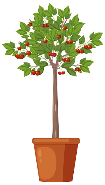 Gratis vector kersenboom in een pottenvector