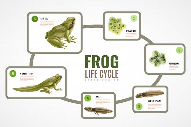 Kikker levenscyclus realistische infographic grafiek van eieren massa embryo ontwikkeling kikkervisje tot volwassen dier