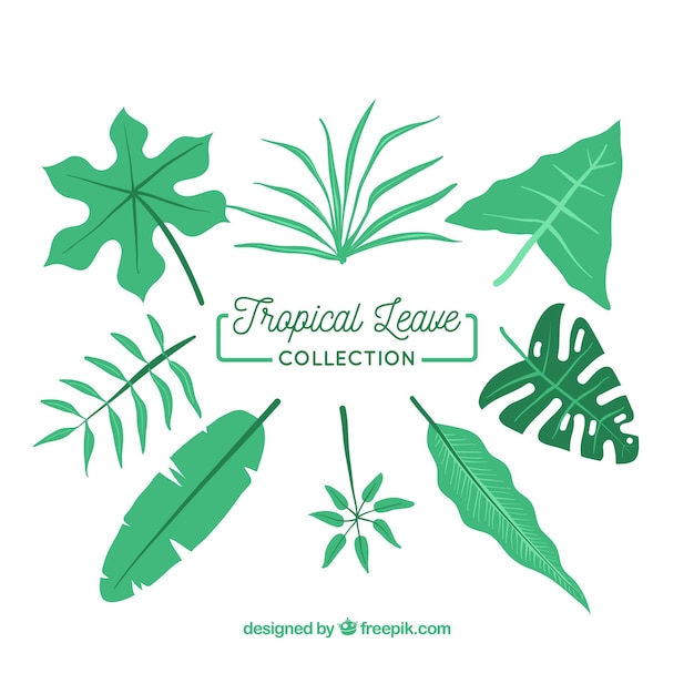 Klassieke tropische bladcollectie met plat ontwerp