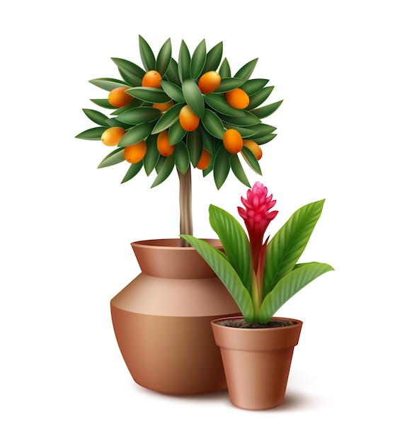 Gratis vector kleine citrusboom en bloeiende bloem in kleipotten geïsoleerd