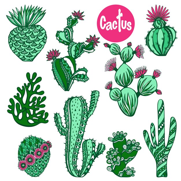 Kleur cactus set