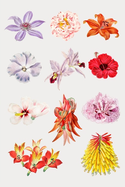 Gratis vector kleurrijke bloeiende bloemen instellen vector close-up