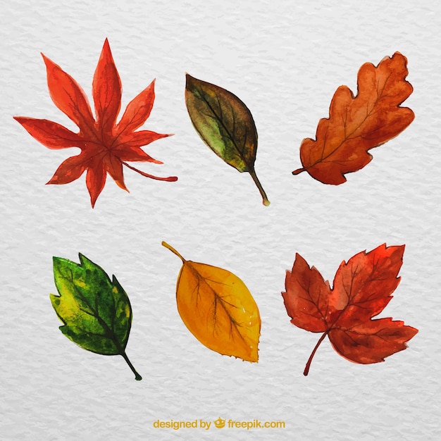 Gratis vector kleurrijke herfst bladeren