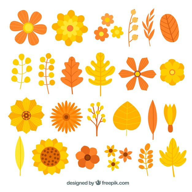 Kleurrijke pak herfst bladeren en bloemen