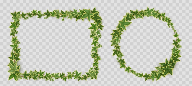 Klimopwijnstokken omlijsten randen van klimplanttakjes