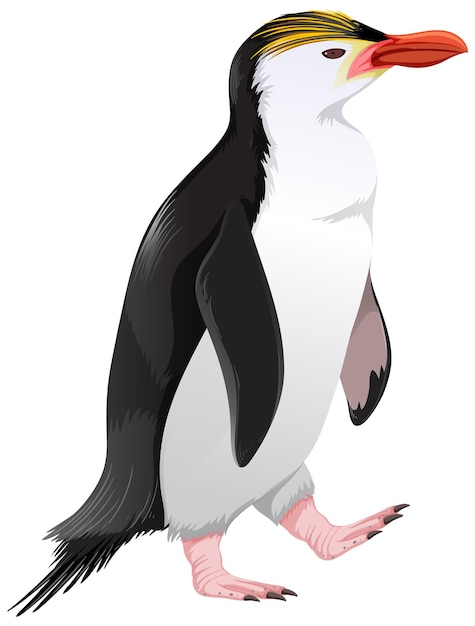 Gratis vector koninklijke pinguïn op witte achtergrond