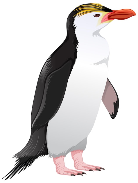Gratis vector koninklijke pinguïn op witte achtergrond